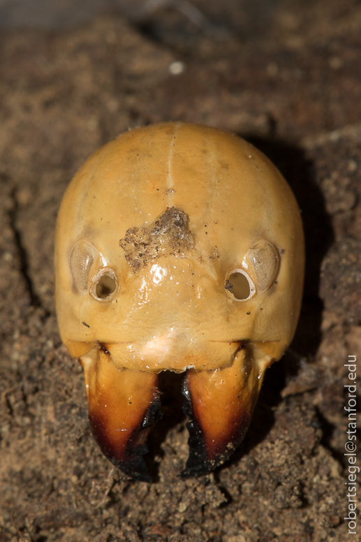 alum rock state park